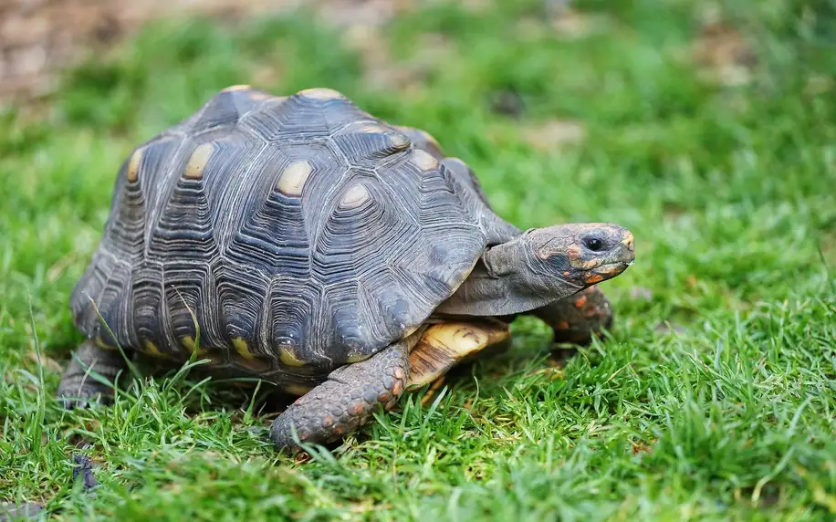 Na 1 den ošetřovatelem v Kontaktním Zooparku