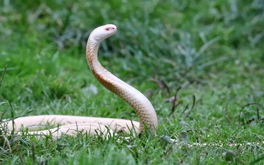 Na 1 den ošetřovatelem v Kontaktním Zooparku