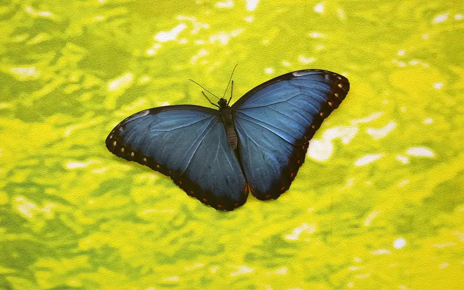 Vstupenky do Papilonie se stovkami exotických motýlů