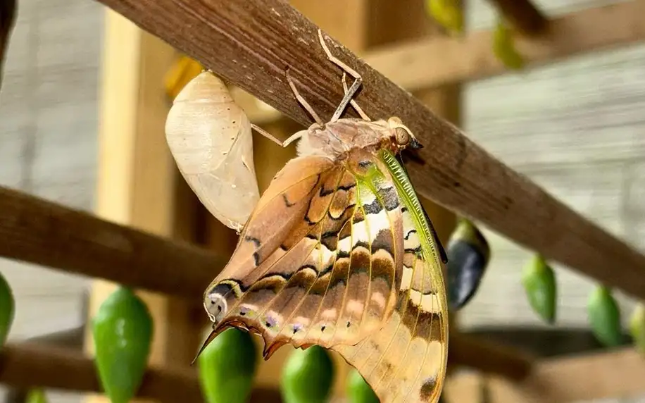 Vstupenky do Papilonie se stovkami exotických motýlů