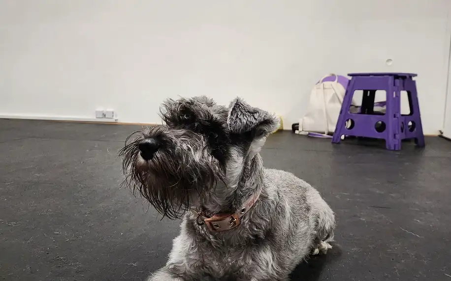 Hodný pes: Výukové semináře i individuální výcvik