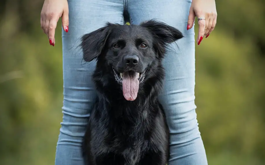 Focení psů: portréty i s páníčkem, 5 fotografií