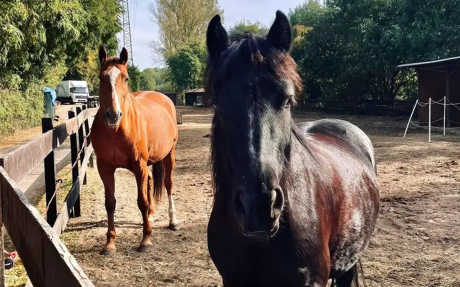 Celodenní program s koňmi v Jízdárně Hloubětín