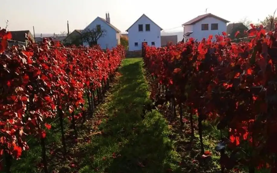 Jihomoravský kraj: Vinný sklep Vinoza Velké Bílovice Pod Vinicí