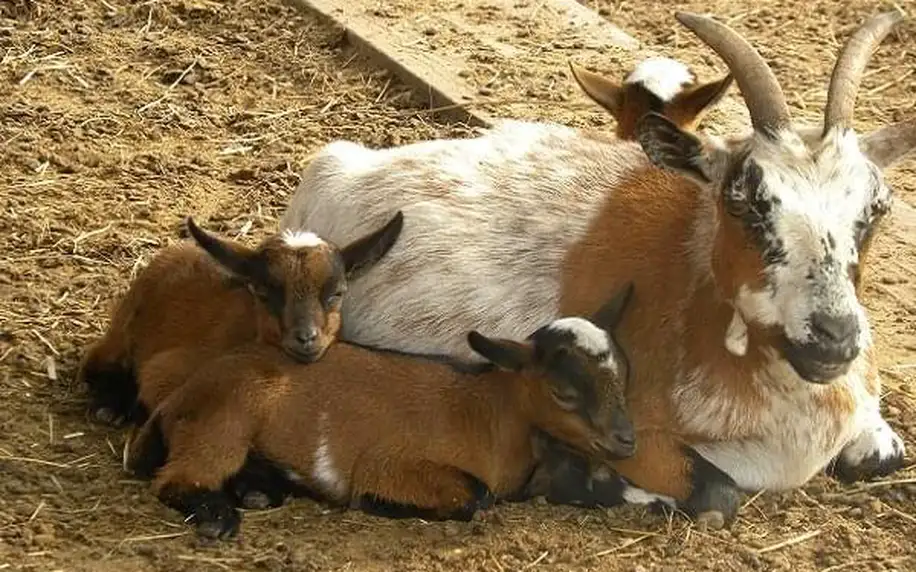 Rodinný pobyt na farmě Wenet plné zvířátek