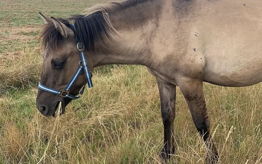 Projížďka do přírody na huculovi pro 1 i 2 osoby