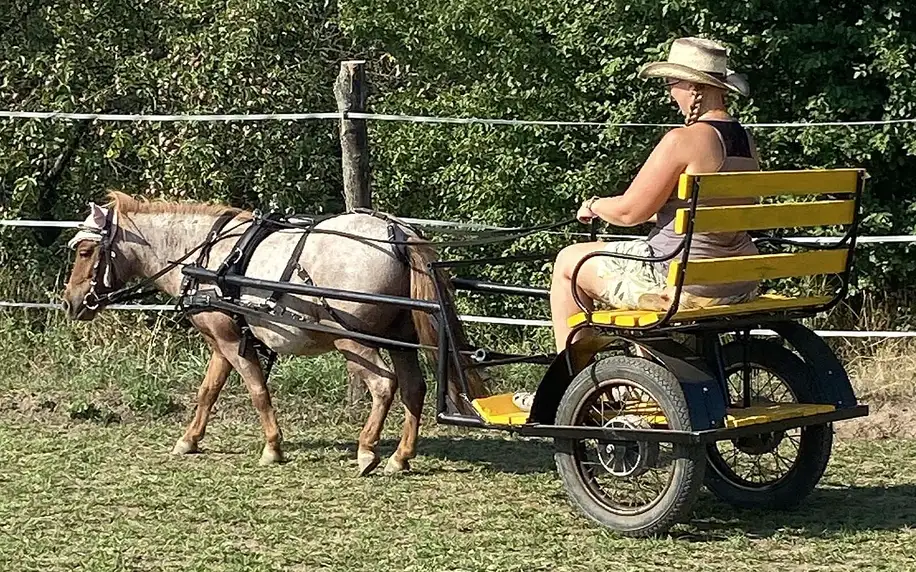 Projížďka na vozíku taženém poníkem pro rodinu