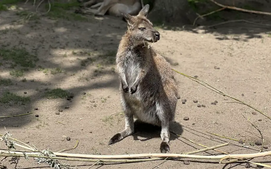 Vstupenka do pražské ZOO s online audioprůvodcem