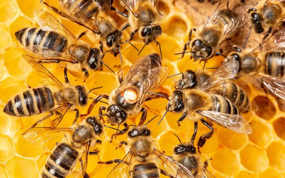 Únikovka ve včelím světě pro rodinu i partu přátel