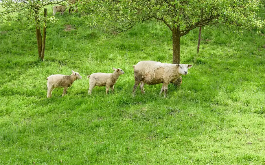 Apartmán na ovčí farmě v Těšínském Slezsku