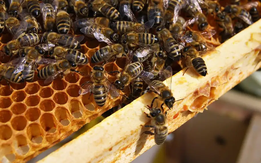 Včelí farma: exkurze a výroba svíček až pro 4 osoby