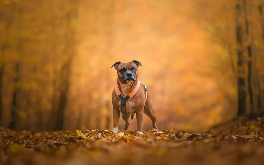 Fotografování vašeho psa nebo psů v přírodě