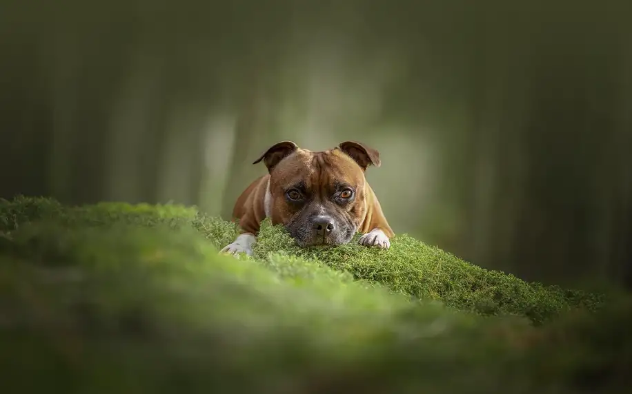Fotografování vašeho psa nebo psů v přírodě
