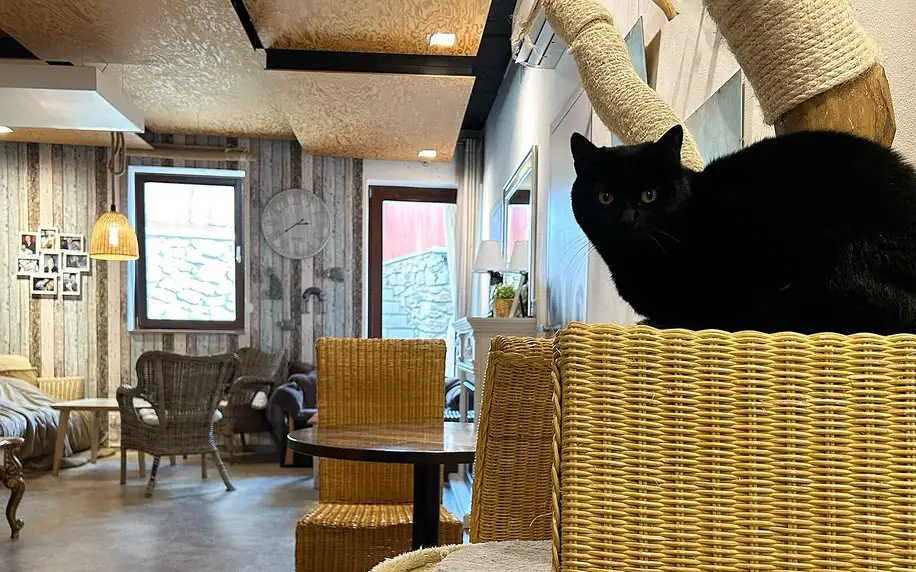 Kočičí kavárna: otevřené vouchery na 200 či 500 Kč