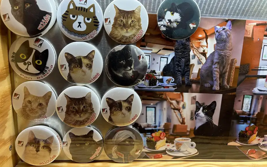 Kočičí kavárna: otevřené vouchery na 200 či 500 Kč