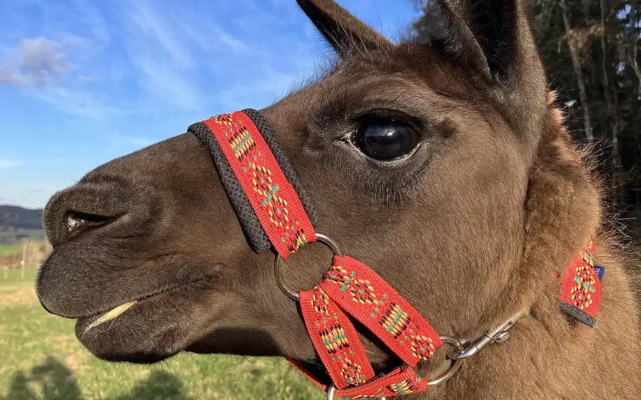 Zážitkový balíček na farmě vč. lamatrekingu