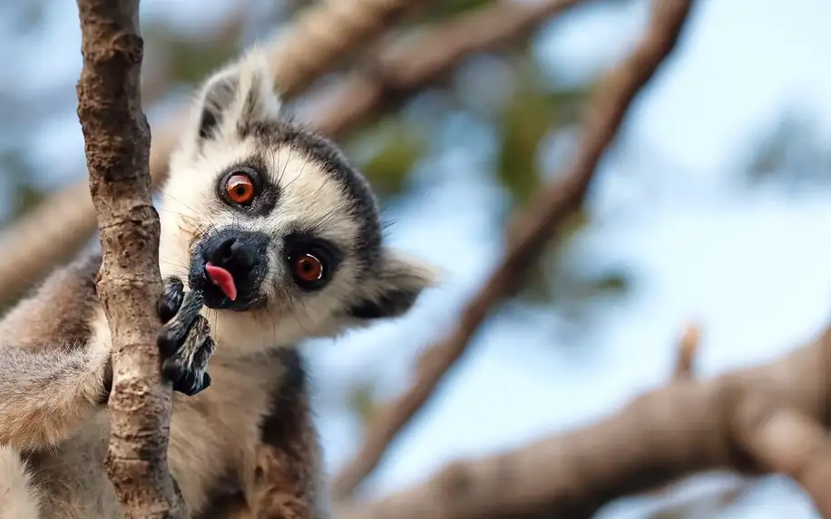 Madagaskar - Nosy Be letecky na 9 dnů, strava dle programu