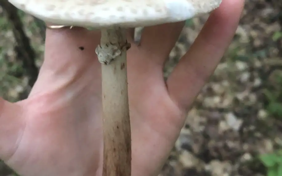 Procházka s mykoložkou za houbami v Telči a okolí