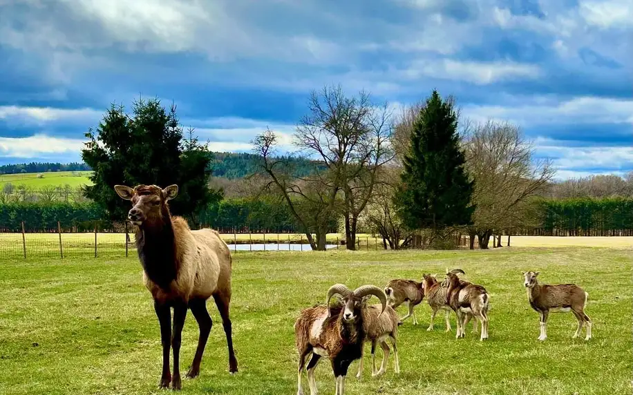 Pobyt v Safari Resortu na jihu Čech až pro 4 osoby