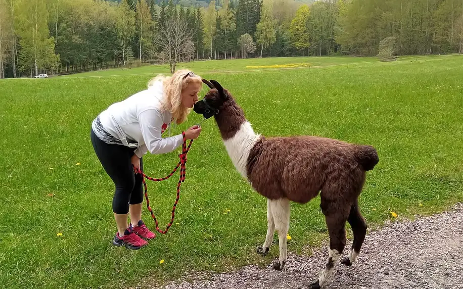 Lamatreking v Krkonoších: až 3,5km okruh i krmení