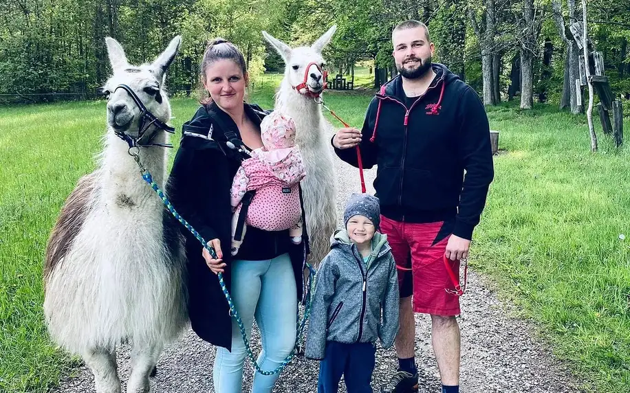 Lamatreking v Krkonoších: až 3,5km okruh i krmení