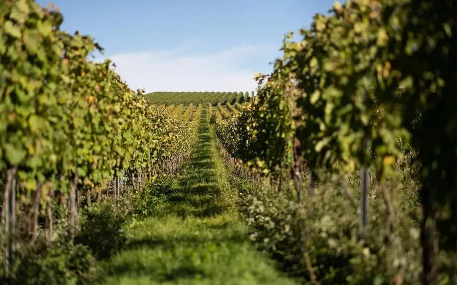 Nezapomenutelná návštěva vinařství Habánské sklepy s exkurzí, degustací vín a dárkem na rozloučenou